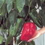 Capsicum Jumbo F1 Seeds