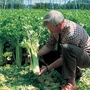 Celery Giant Pascal Seeds