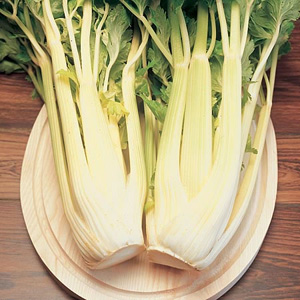 Celery Loretta Seeds