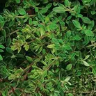 Herb Olde English Thyme Seeds