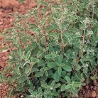 Herb Oregano Seeds