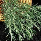 Herb Rosemary Seeds