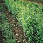 Herb Russian Tarragon Seeds