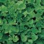 Herb Sorrel Seeds