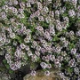 Herb Thyme Orange Scented Seeds