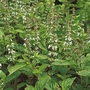 Herb Basil Lime Mrs. Burns Seeds