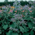 Herb Borage Seeds