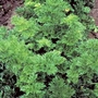 Herb Celery Par-Cel Seeds
