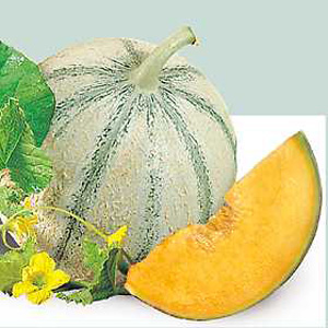 Melon Edonis F1 Seeds