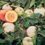Melon Sweetheart F1 Seeds