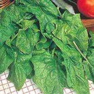 Organic Spinach Palco Seeds