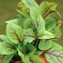 Salad Leaves - Sorrel Blood Veined Seeds