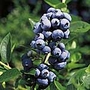 Blueberry Earliblue Plant Units: 1 Plant - Fruit Trees and Bushes