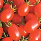 Tomato Rosada F1 Hybrid Seeds