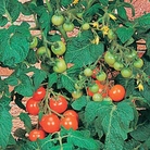 Tomato Totem F1 Hybrid Seeds