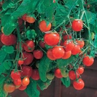 Tomato Tumbling Tom Red Seeds