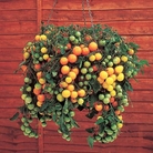 Tomato Tumbling Tom Yellow Seeds