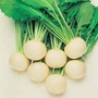 Turnip Oasis Seeds