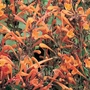 Agastache Apricote Sprite Seeds