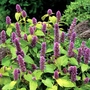 Agastache Golden Jubilee Seeds