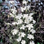 Agrostemma Ocean Pearl Seeds