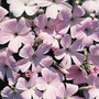 Agrostemma Pink Pearl Seeds