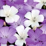Agrostemma Queen Mix Seeds
