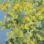 Alchemilla Mollis Seeds