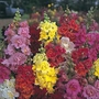 Antirrhinum Double Madame Butterfly Mixed Seeds