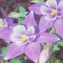 Aquilegia Caerulea Seeds