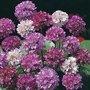 Armeria Bees Hybrids Seeds
