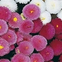 Bellis Pomponette Mixed Seeds