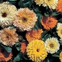 Calendula Art Shades Mixed Seeds