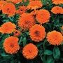 Calendula Candyman Orange Seeds