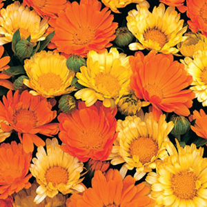 Calendula Citrus Cocktail Seeds