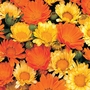 Calendula Citrus Cocktail Seeds