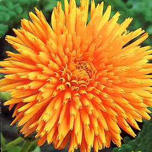Calendula Radio Extra Selected Seeds