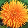 Calendula Radio Extra Selected Seeds