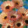 Calendula Sherbet Fizz Seeds