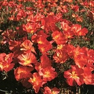 Californian Poppy Strawberry Fields Seeds