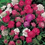 Candytuft Fantasia Mix Seeds