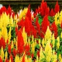 Celosia Century Mixed Seeds