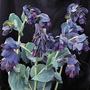 Cerinthe Major Purparescens Seeds
