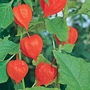 Chinese Lantern Physalis Seeds