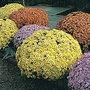 Chrysanthemum Charm Early Fashion Mixed Seeds