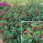 Cigar Plant Cuphea ignea Matchless Seeds