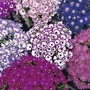 Cineraria Dwarf British Beauty Seeds