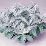 Cineraria Silver Dust Seeds
