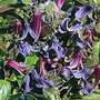 Clematis Integrifolia Seeds