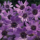 Cupids Dart Catananche Seeds